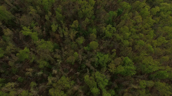 Forest Tree Tops Aerial View