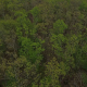 Aerial Tree Top Fly Over - VideoHive Item for Sale