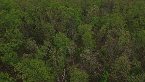 Aerial Tree Top Fly Over alt