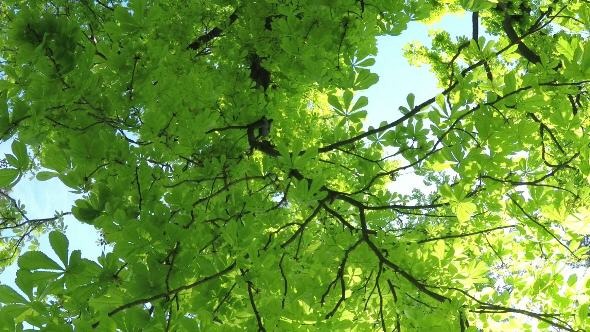 Summer Deciduous Forest