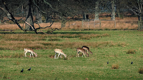 Deer Grazing In Summer