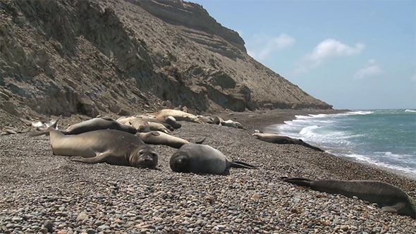 Seal Rookery on The Coastline of Atlantic Ocean