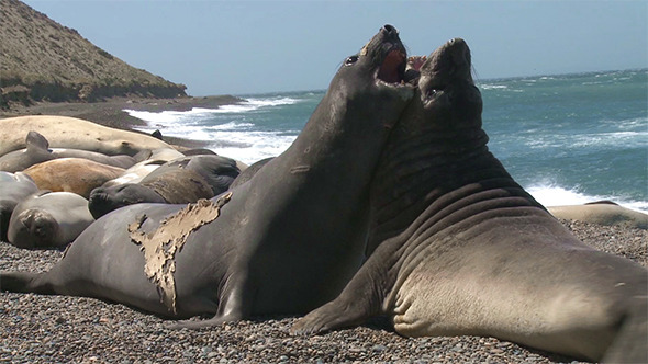 Fur Seals Fighting