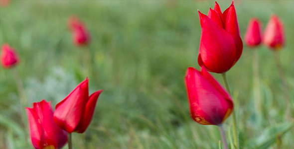 Wild Tulips 10