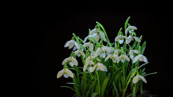 Tender Snowdrops Flowers Blooming Fast on Black Background in Spring Nature