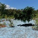Dividivi tree - 3DOcean Item for Sale