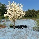 blossom tree - 3DOcean Item for Sale