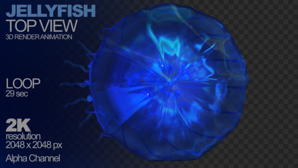 Jellyfish 3D