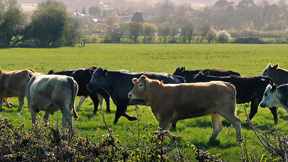 Cows Running In Sunny Field