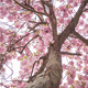 Flowering Tree - VideoHive Item for Sale