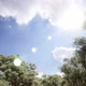 Birds Flying Over Sunny Day Forest - VideoHive Item for Sale