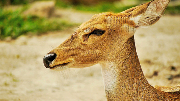 Deer in a Natural Reserve Park