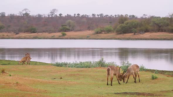 Common waterbuck in Kruger National park, South Africa