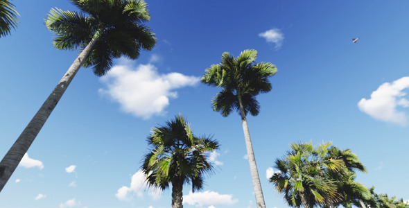 Palms