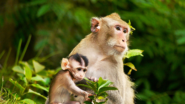 Monkey with Baby 02