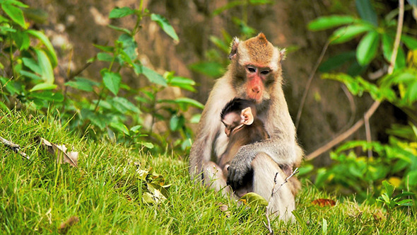 Monkey with Baby 01