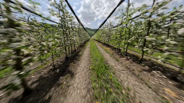 Speed FPV Sports Drone Shot Agricultural Apple Farm Blossom Trees Flowers Tunnel at Sunny Valley