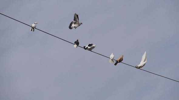 Doves Flying from the Electrical Wires