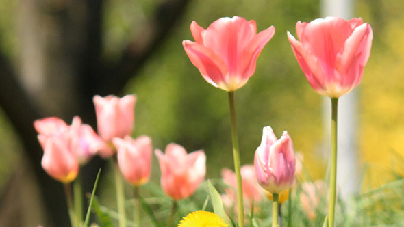 Pink Spring Tulips