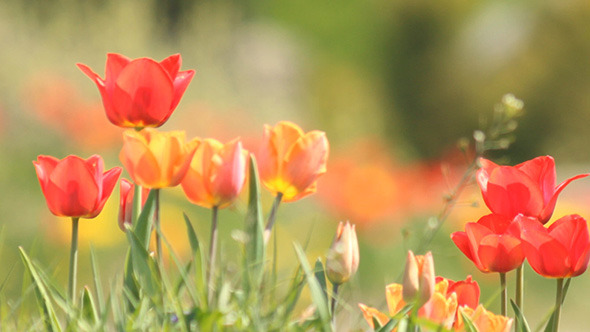 Spring Tulips