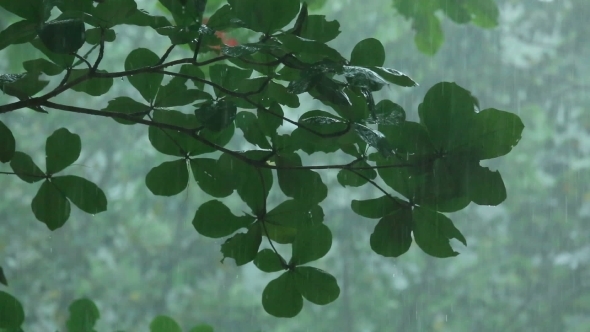 Tropical Downpour