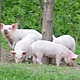 Piglets Walking and Playing  - VideoHive Item for Sale