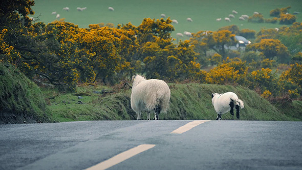 Sheep Leads Lamb Across Road In The Country