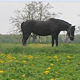 Horse grazing Farm Field - VideoHive Item for Sale