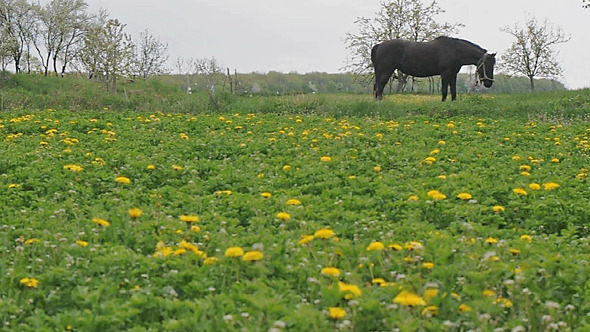 Horse grazing Farm Field