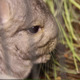 Chinchilla 3 - VideoHive Item for Sale