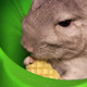 Chinchillas 6 - VideoHive Item for Sale