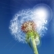 Dandelion Seeds Blown In The Blue Sky. - GraphicRiver Item for Sale
