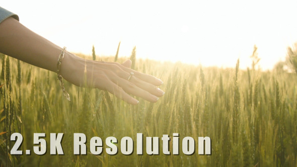 Girl Hand Through Cereal Field