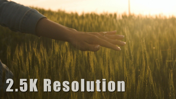 Girl Hand through Wheat Field