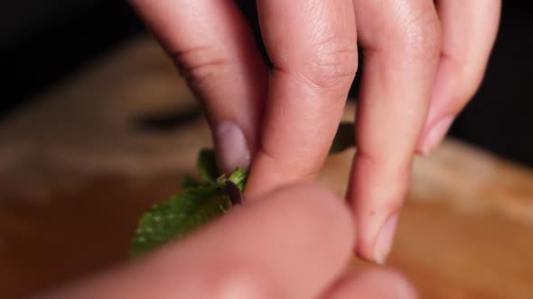 Woman chef hands plucks fresh peppermint leaves in slow motion.