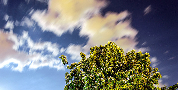 Blooming Quince Tree Under Night Sky
