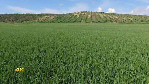 Aerial Flying of a Green Wheat Corn Field