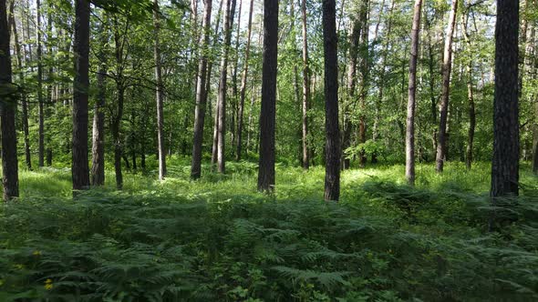 Beautiful Green Forest on a Summer Day Slow Motion