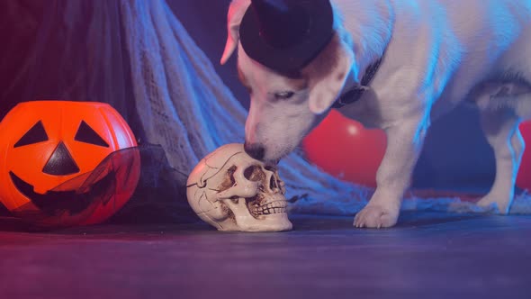 Halloween Celebration Concept. Funny Dog Eating From Fake Halloween Skulls