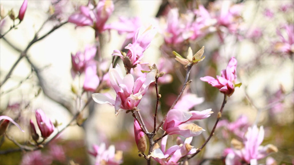 Flowers Pink Magnolia Tree Blossom