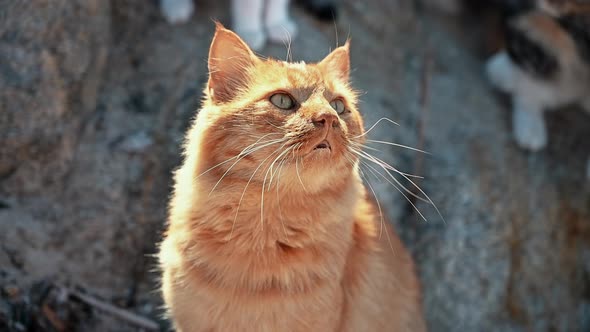 Ginger cat staying on the rocks in Greece. Slow motion