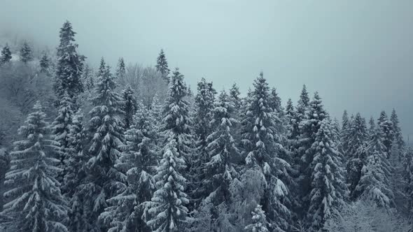 Aerial View Winter Forest. Snowy Tree Branch in a View of the Winter Forest