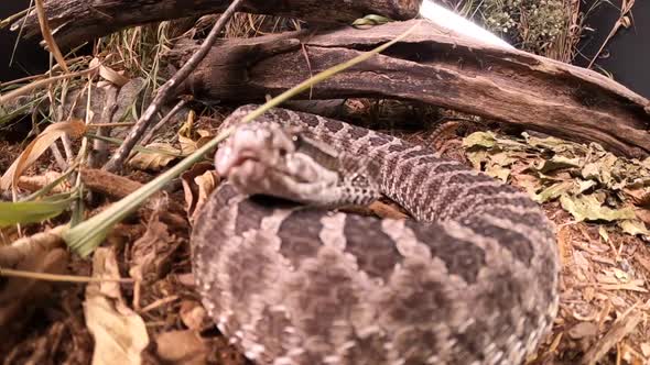 rattlesnake strikes pov camera in super slow motion 240fps