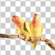 Love Birds on a Tree - VideoHive Item for Sale