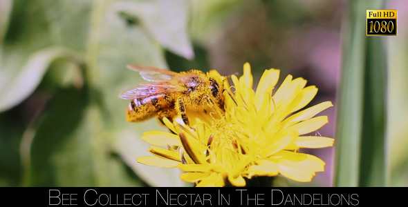 Bee Collects Nectar In The Dandelions 4