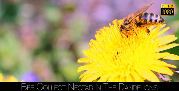 Bee Collects Nectar In The Dandelions 5