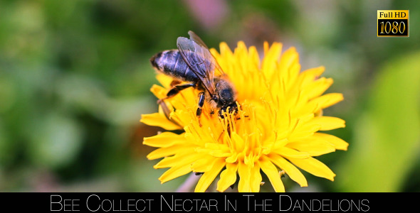 Bee Collects Nectar In The Dandelions 7