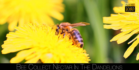 Bee Collects Nectar In The Dandelions 8