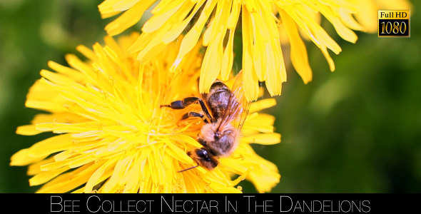Bee Collects Nectar In The Dandelions 9