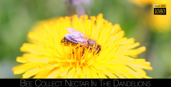 Bee Collects Nectar In The Dandelions 14